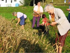 Ročna žetev žita 3